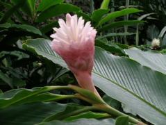 alpinia
